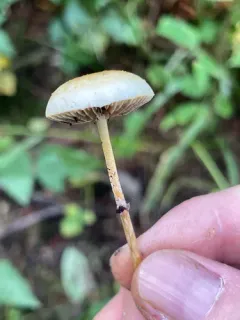 Protostropharia dorsipora thumbnail 2