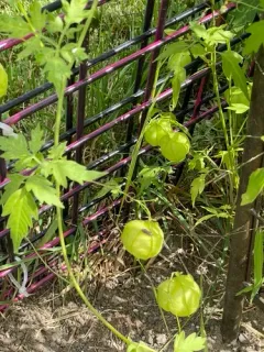 Lesser Balloon Vine thumbnail 1