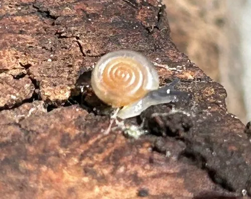 Spruce Snail