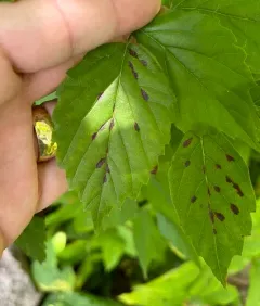 Sackenomyia viburnifolia thumbnail 4