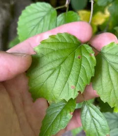 Sackenomyia commota thumbnail 3