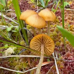 Sphagnum-bog Galerina thumbnail 4