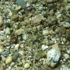 Winter Flounder thumbnail 4
