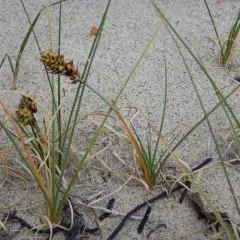 Baikal Sedge thumbnail 2
