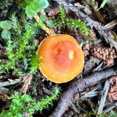 Meadow Waxcap thumbnail 4