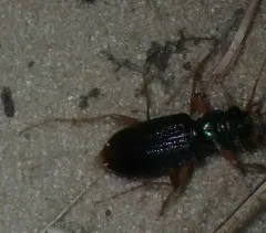Virginia Metallic Tiger Beetle thumbnail 3