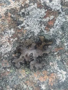 Fringed Rocktripe Lichen thumbnail 3