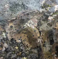 Blistered Rock Tripe thumbnail 4