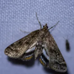 Obscure Pondweed Moth thumbnail 4
