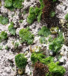 Green pin-cushion alga thumbnail 4