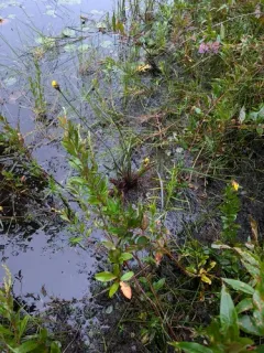 Small's yellow-eyed grass thumbnail 3