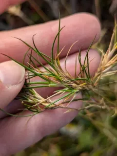 Viviparous Sheep's-fescue thumbnail 3