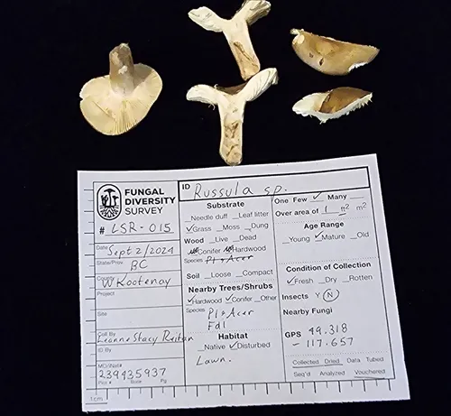 Russula pseudo-olivascens