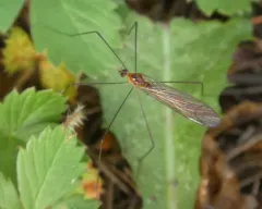 Pilaria tenuipes thumbnail 4