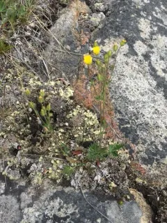 forked cinquefoil thumbnail 3