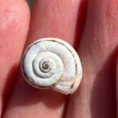 Eastern Heath Snail thumbnail 4