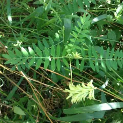 Canadian milkvetch thumbnail 3