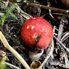 Russula americana thumbnail 4