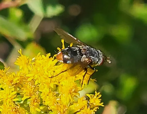 Deopalpus hirsutus