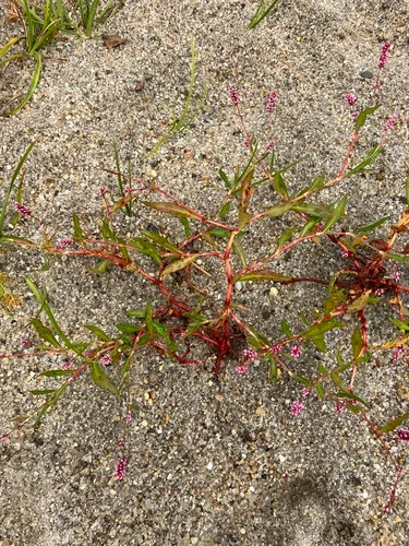 Puritan Smartweed