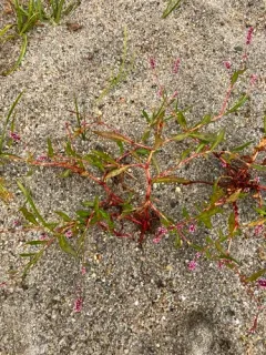 Puritan Smartweed thumbnail 1