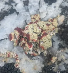 Alpine Bloodspot Lichen thumbnail 4