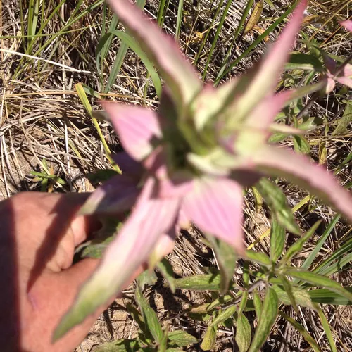 spotted horsemint