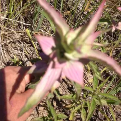 spotted horsemint thumbnail 1