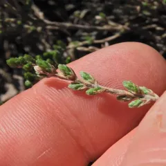 woolly beachheather thumbnail 3