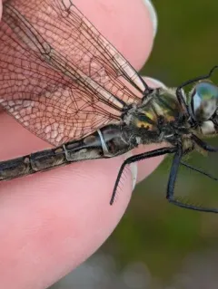 Quebec Emerald thumbnail 4