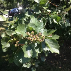 downy hawthorn thumbnail 2