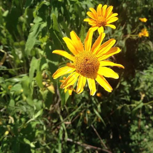 sawtooth sunflower