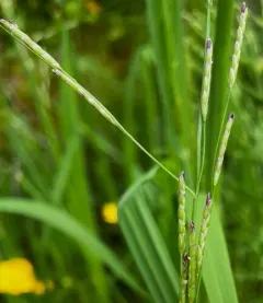 narrow manna grass thumbnail 4