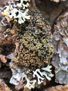 Old-Growth Clam Lichen thumbnail 2