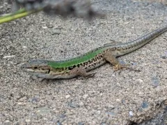 Italian Wall Lizard thumbnail 4