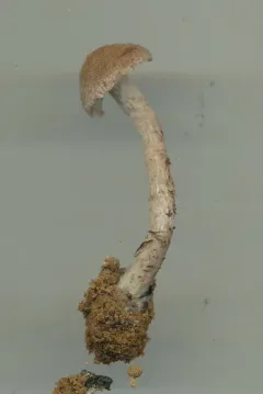 Inosperma mutatum thumbnail 3
