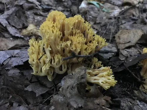 Ramaria thalliovirescens