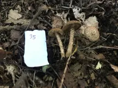 scaly fibrecap thumbnail 2