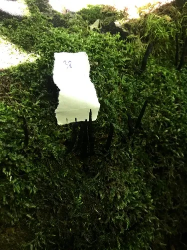 Xylaria vasconica