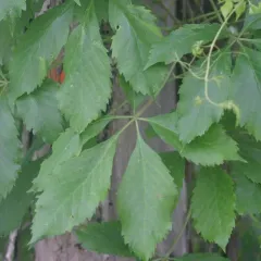 thicket creeper thumbnail 2