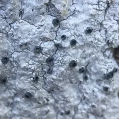 Can-of-worms Lichen thumbnail 2