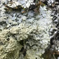 Scaly Shadow Lichen thumbnail 4