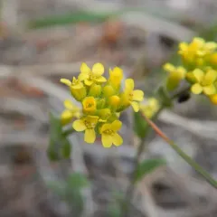 Golden Draba thumbnail 2