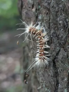 Entomophaga maimaiga thumbnail 4