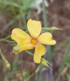 Yellow Flax thumbnail 2