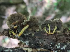 Hypholoma subviride thumbnail 4
