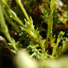 alpine sandwort thumbnail 2
