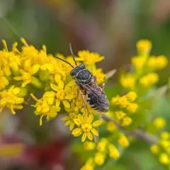 Goldenrod Longhorn-Cuckoo Bee thumbnail 4