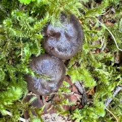 Kauffman's Milk Cap thumbnail 3
