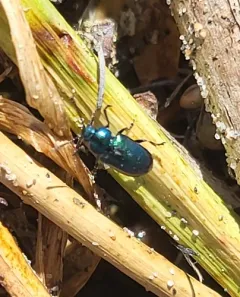 Blue Dock Beetle thumbnail 3